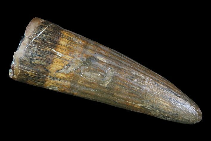 Fossil Crocodile (Goniopholis) Tooth - Aguja Formation, Texas #76762